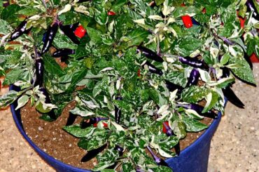 Some better pics of the Scarletts Chili plant