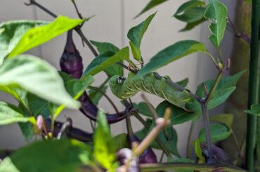 Had My First Visitor to the Garden
