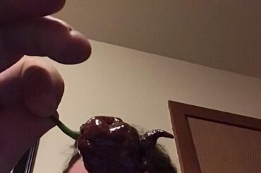 Got a batch of chocolate reapers, don’t know what to do with them