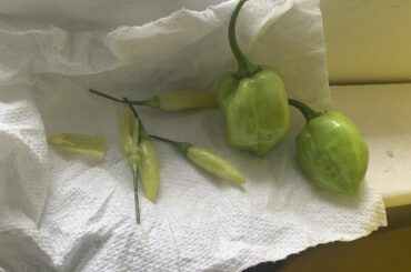 Pepper identification