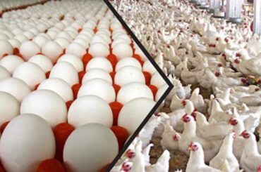 1- Mexico: The country with the highest consumption of table eggs, with an annual per capita consumption of about 360 eggs.
