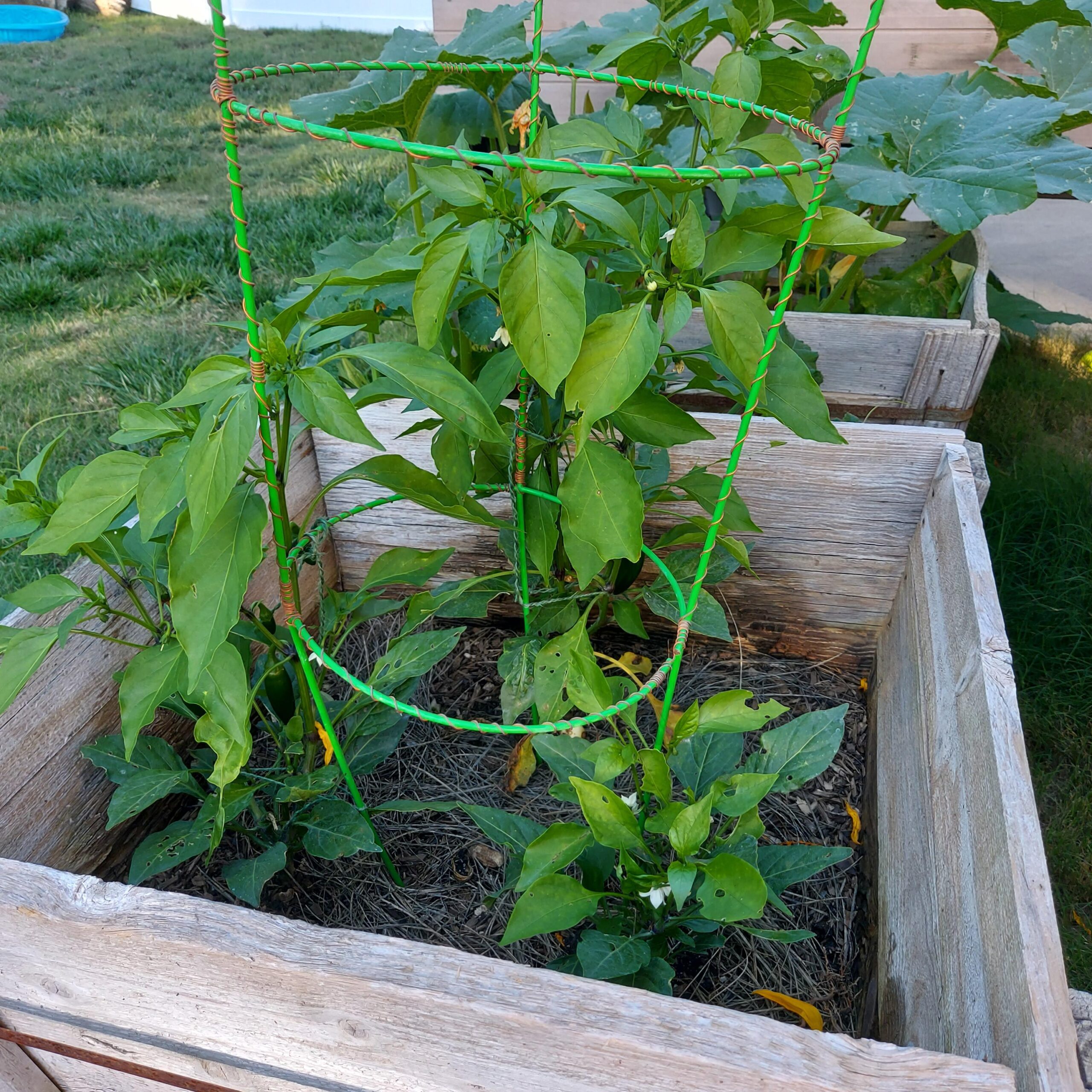 Why are all my jalapeno plants different sizes? Chili Chili