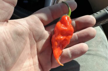 Is this a ghost pepper? Given to me as a gift