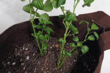 What is happening to my Cayenne?!