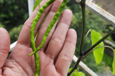 Jawari chillies