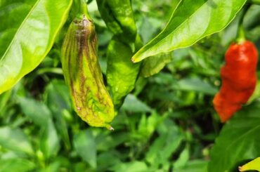 Question on look of ghost pepper pod