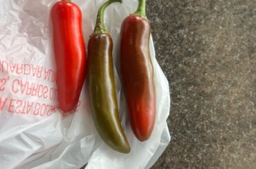 What type of pepper is this