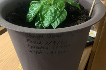 Any advice on how I can get this to grow taller? The current grow light setup has it about 1’ away from the lights so I was wondering if depriving it from light would help