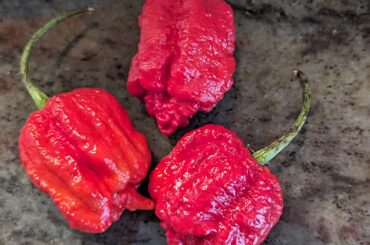What kind of peppers are these? Labeled as habanero, but I have my doubts