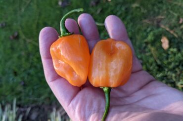 They're just pretty things. Really pretty.