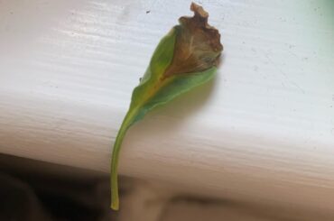 Is there something wrong with my plant? Ive found leaves like this on it and im worried