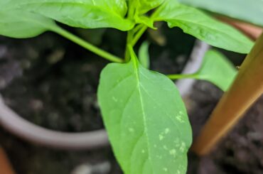 Any expert who can tell if this is a Serrano or bell pepper plant? It's a stray that showed up in recycled soil that decided to germinate recently.