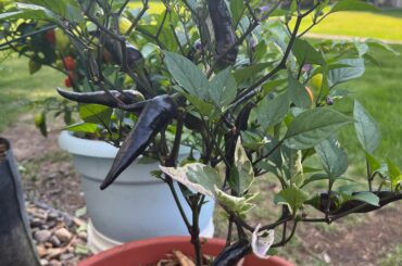 Do these peppers look ready for harvest? They’ve been purple the whole time