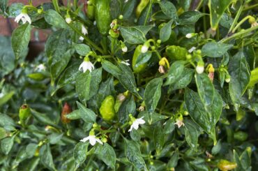 Pepper identification