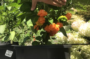Bahamian Goat plant is loaded!