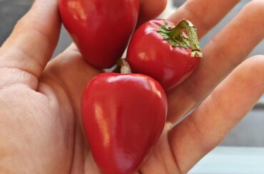 Pepper ID, I've gotten a plant from a friend without any info. I believe these to be Cherry Bombs but i'm not sure. If so, what can I do with them?