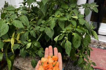 First harvest