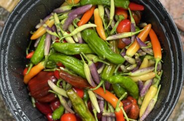 Some fresh peppers to pickle and make chipotles!