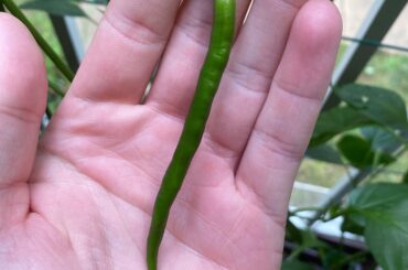 What kind of pepper is this and are they ripe?