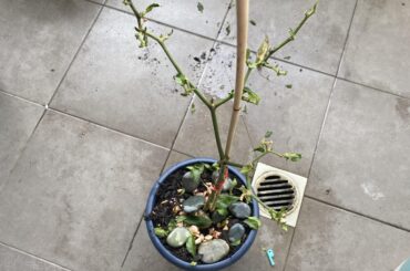 Dropped all leaves overnight after pyrethrin treatment due to aphids - RIP?