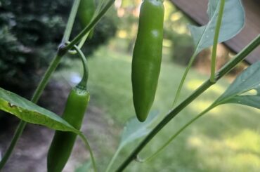 I don't know what kind of peppers I'm growing or when they'll be ripe.