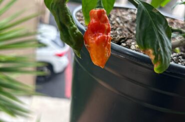 Pepper ID?