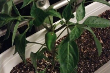 Is my pepper a habanero