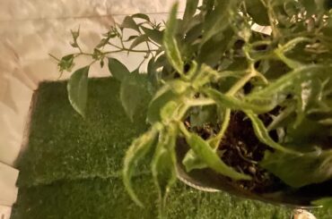 What wrong with my pepper plant? Flowers then fall. Looks dried and wilted. Watered yesterday.