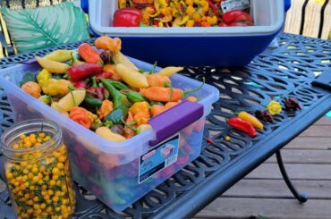 2nd harvest this wk