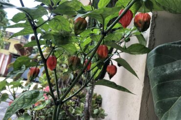 Ghost peppers in 8 inch pot!