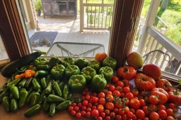 Salsa day from the garden! Fire roasted jalapeno , Peach Serrano , Mango Habanero