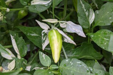 Wondering about these getting ripe.