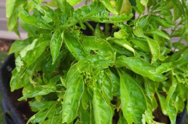 I don't see bugs/slugs, what is eating my leaves?