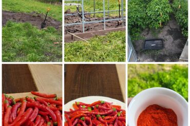 My first year, many more harvests are yet to come!