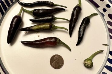 Help identifying purple pepper
