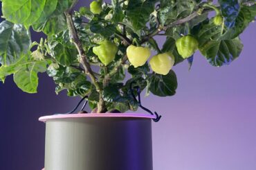 My first ever KhangStarr inspired mini hydroponic grow is fruiting up nicely!