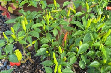 Do these look like KS White Thai?