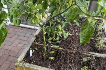 Keep my plants through winter?
