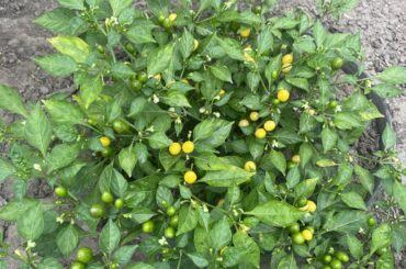 Wild Brazil peppers