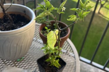 New Pepper Owner Here!