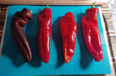 Does anyone know what type of peppers these are?