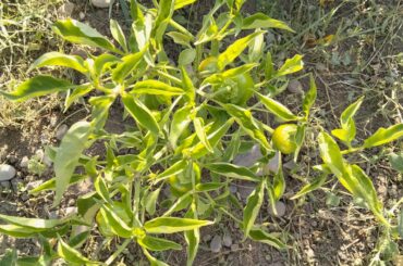 What is this pepper?
