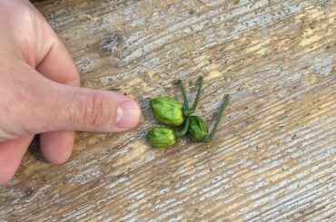 How to ripen these small peppers without the plant