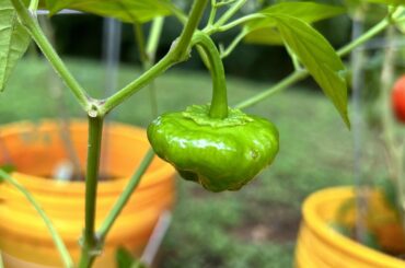 Any idea? Got it in a mystery seed pack. Maybe Scotch bonnet