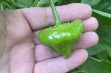 Plant help