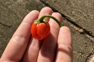 First pepper!