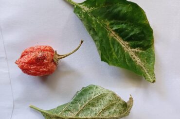 What's up with my habanero plants?
