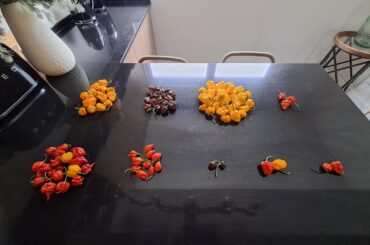 Today's harvest