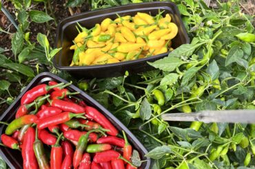 A harvest of Aji Limons and some ripe Serranos