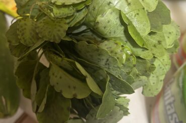 Spots on papalo leaves?